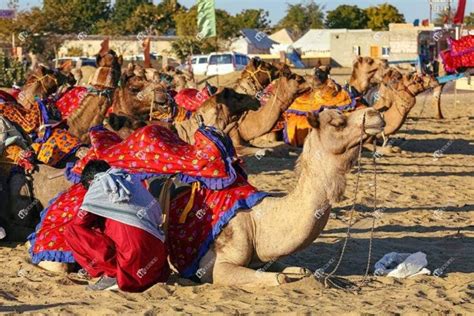 Decorated Camels At Thar Desert Jaisalmer Rajasthan | India Stock Photo