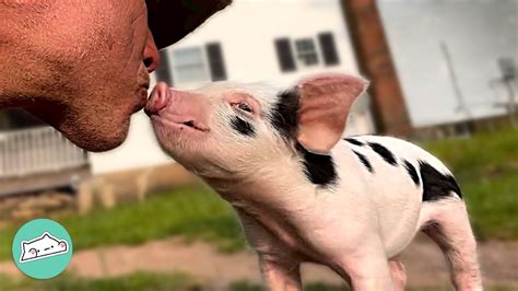 Cute Baby Pig Can’t Stop Screaming For Attention | Cuddle Buddies - YouTube