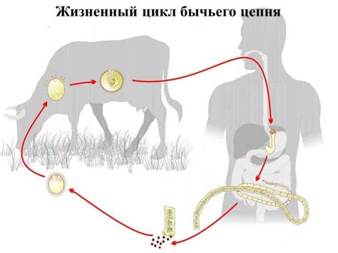 Бычий цепень и цикл его жизненного развития у человека