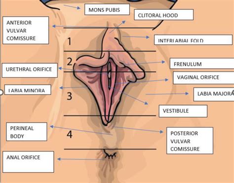 vulva anatomy