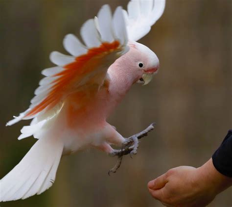 Major Mitchell's Cockatoo - Moonlit Sanctuary