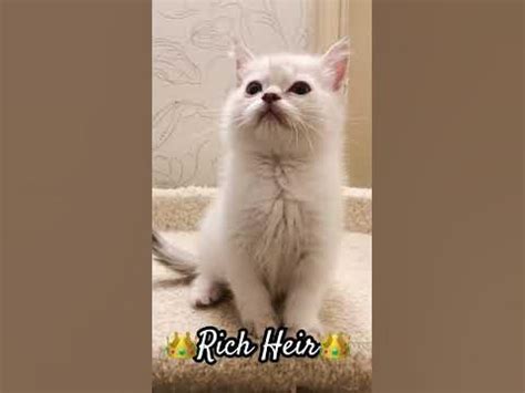 #работа #питомец #домскотом #любимыйкот #котик #счастьеесть # ...