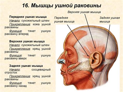 Мышцы головы - презентация онлайн