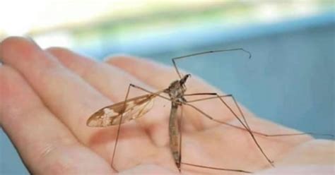 Crane Flies Are Often Mistaken As Mosquitos. Here's Why You Shouldn't ...