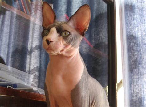 Gatto Sphynx: carattere e prezzo - Idee Green