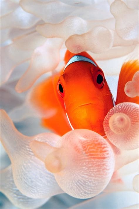 Wallpaper Clown fish ocean underwater world 1920x1200 Picture, Image
