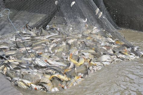 Fishing nets closeup stock photo. Image of dark, fish - 23245948