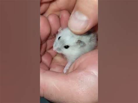 Хомячок-нервячок🐹 #хомяк #кричит #джунгарики #джунгарскийхомяк #серый # ...