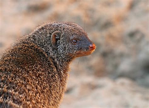 Mongoose Predator The Beast - Free photo on Pixabay