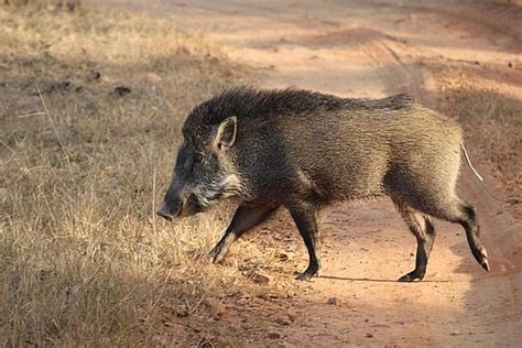 Razorback and wild hog, due to its large mane of hair the stands up along its neck and shoulders ...