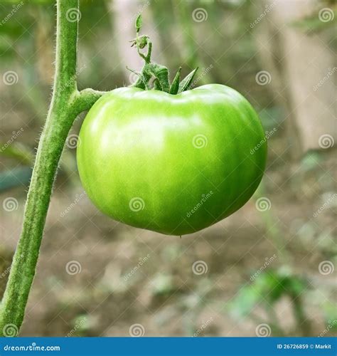 Are Tomatillos Unripe Tomatoes at Christina Gonzales blog