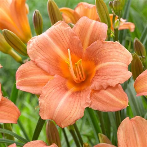 Garden State Bulb Pink Everydaylily Pink Wing Daylily Bulbs 10-Count ...
