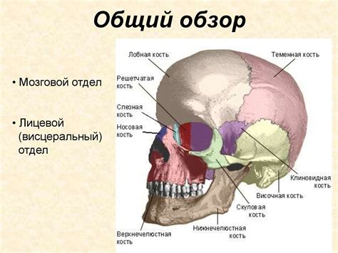 Череп. Общий обзор - презентация онлайн