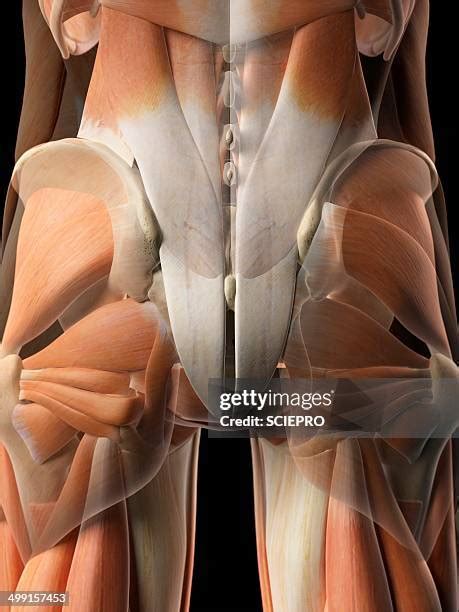 Gluteal Muscles Photos and Premium High Res Pictures - Getty Images