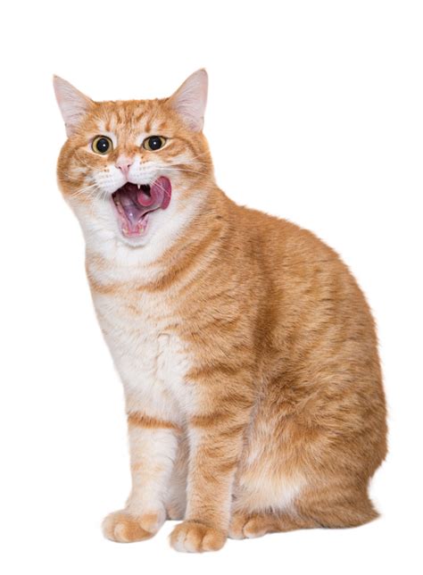 猫咪 (12)