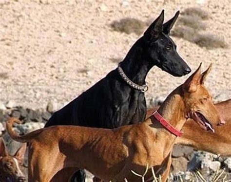 Two Podenco Canario Dogs in the Wild