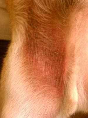 Common Dog Skin Rashes