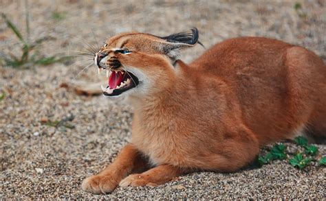 caracalHD wallpapers, backgrounds