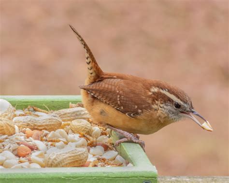 Carolina Wren - FeederWatch