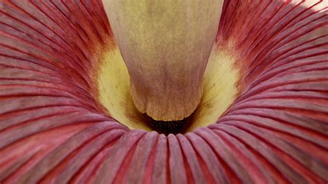Plants That Are Near Extinction