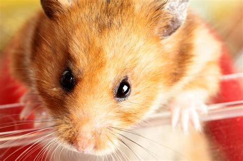 Hamster Breeds List