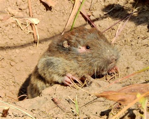Northern Pocket Gopher (Mammals of Alberta) · iNaturalist