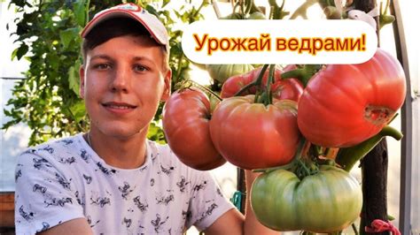 УРОЖАЙ🍅ТОМАТОВ🍅ВЕДРАМИ| ПЛЮСЫ МЕТОД РЕЗКИ: ОТ ТЕОРИИ К ПРАКТИКЕ💥 - YouTube