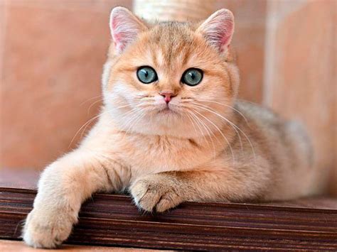 Шотландская золотая шиншилла-кошка. Золотая шиншилла – что представляет ...
