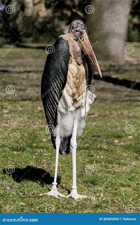 Marabu fotografia stock. Immagine di nero, fattura, osservare - 80405800