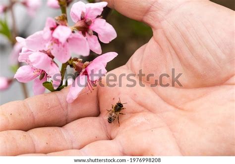 thousand  man bees royalty  images stock  pictures