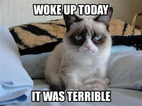 25 of the best grumpy cat moments – SheKnows
