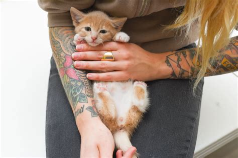 nomkitty - Blog