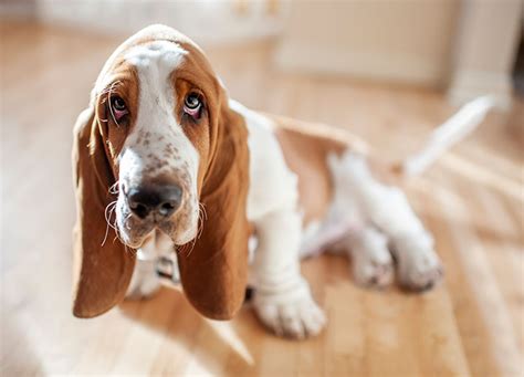 The 13 Best Indoor Dogs for Homebodies – PureWow