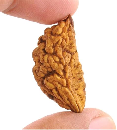 Rudraksha - Acharya Sumit Rawal