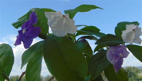 Brunfelsia