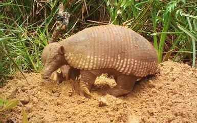 Tatu-canastra é encontrado no Pantanal pelo Terra da Gente | G1
