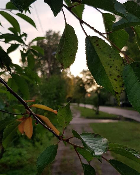 Latvia nature is amazing😍🇱🇻 | Plant leaves, Plants, Nature