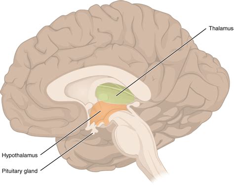hypothalamus  pituitary human physiology