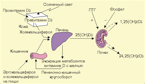 Рис. 26.4(Lvn). Схема метаболизма витамина D