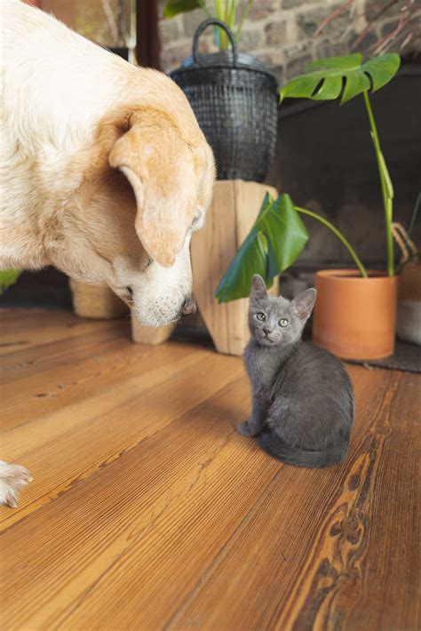 Burmese Cat Breeders Georgia | Kittens & Cats for Sale
