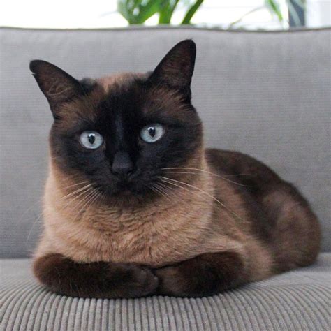 Chocolate Brown Siamese Cat on Instagram
