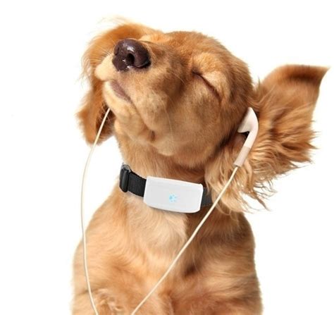 GPS ошейники для кошек - ROZETKA | Купить ошейник с GPS трекером для ...