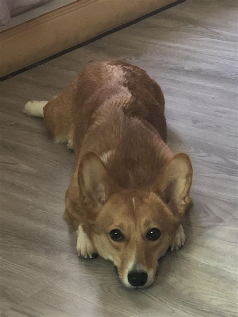 She wants my attention. : r/corgi