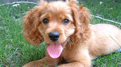 The Top 10 Cutest Mixed Dog Breeds - PetHelpful