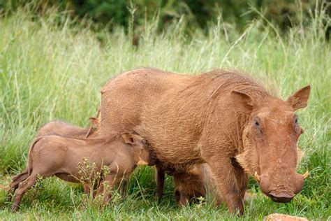 Warthog | Animal Kingdom