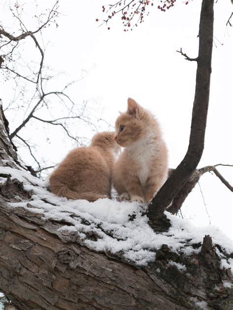 Cats In The Snow Photos, Download The BEST Free Cats In The Snow Stock ...