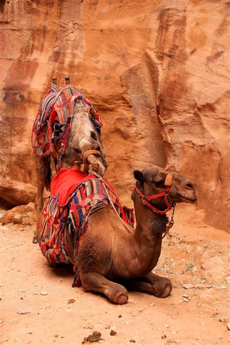 Camels | Petra, Jordan | awildernessgirl in 2025 | Camel painting