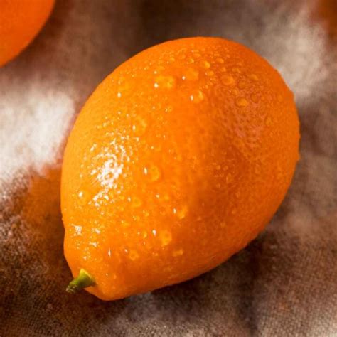 Kumquat Varieties - Minneopa Orchards