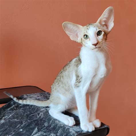 Purchase Oriental Kittens & Cats from USA Breeders