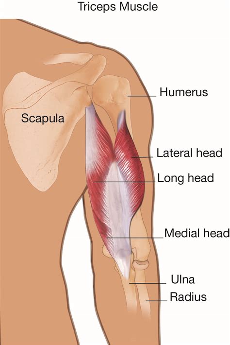 triceps tendon tear   elbow orthoinfo aaos